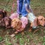画像 DOGS'  COMMUNITY  BonDeChoco  (ボンデチョコ)　のユーザープロフィール画像