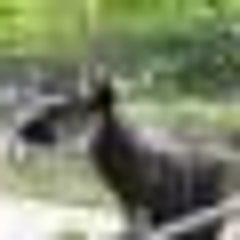 currentのプロフィール