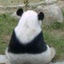 画像 国産パンダの独り言のユーザープロフィール画像