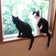 白黒猫と黒猫のブログ