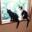 画像 白黒猫と黒猫のブログのユーザープロフィール画像