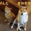 画像 柴犬兄弟のワサワサな毎日のユーザープロフィール画像