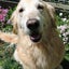 画像 ハンドメイド犬服「Ju-wan Toiro～十犬十色～」のユーザープロフィール画像