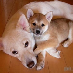 ねねのプロフィール
