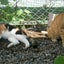 猫舌Ｓ級ランクのサムネイル