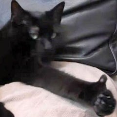 たか(｀・ω・´)bのプロフィール