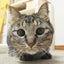 画像 羊毛フェルト作る人、邪魔する猫。のユーザープロフィール画像