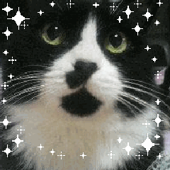 ねこさんのブログ ねこさんのブログ
