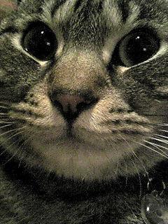 こみねこ