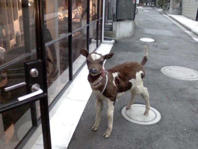 ちぇり