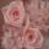 杏奈のつぶやき