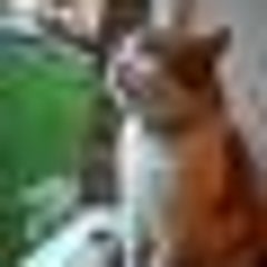 umekoのプロフィール