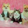 　ウールーシュシュの羊毛フェルトで作るかわいい ペットたち　 愛するペットをリアルに作ろう教室～ Lovely Felt  Dog&Cat～
