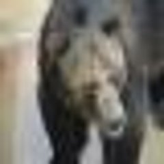 熊男のプロフィール