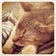 アビシニアン 猫と一緒♡