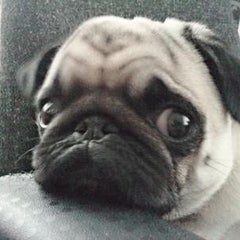 君は牛を二頭持っている まったりてきとぅーぶろぐぅー 君は牛を二頭持っている まったりてきとぅーぶろぐぅー