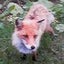redfoxのサムネイル