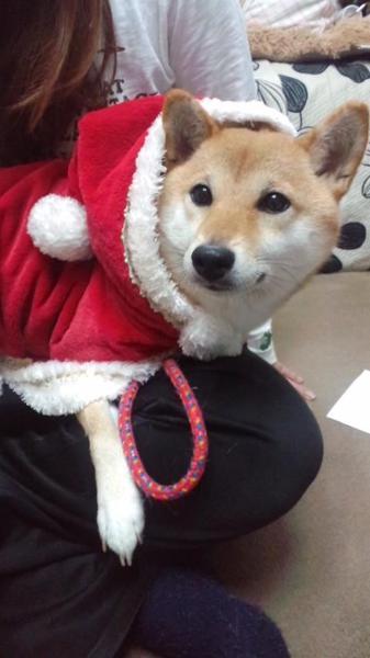 ﾊﾋﾟﾈｽ