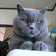 俺様は猫である  ブリティッシュ・ショートヘアー
