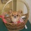 画像 ★神戸愛犬美容スタッフ日記★                トリマー・ドッグトレーナー養成学校のユーザープロフィール画像