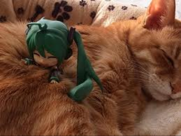 すて猫