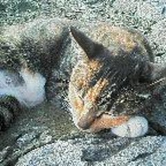 美食倶楽部 はんなり はんなり 美食倶楽部 はんなり はんなり
