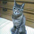 おたべ