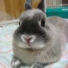 竹内まりや 純愛ラプソディ 素晴らしき哉ピンポイント人生 音楽 お笑い 時々ウサギ 竹内まりや 純愛ラプソディ 素晴らしき哉ピンポイント人生 音楽 お笑い 時々ウサギ