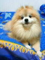 azuki