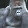 上野動物園ゴリラのハオコくん