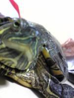 タツタ