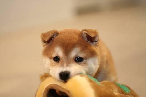 鷹
