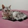 老猫アメショと２にゃんず