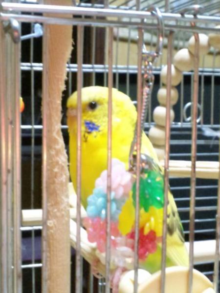 ひまわり