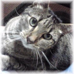 わかのプロフィール
