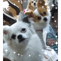 アネラ
