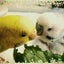 きなこのサムネイル