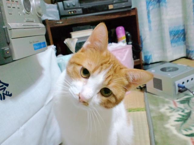 ジゲ