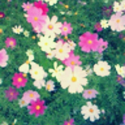 はな
