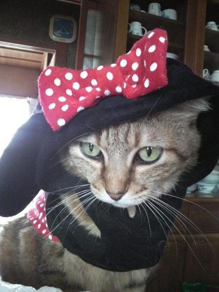 figaro
