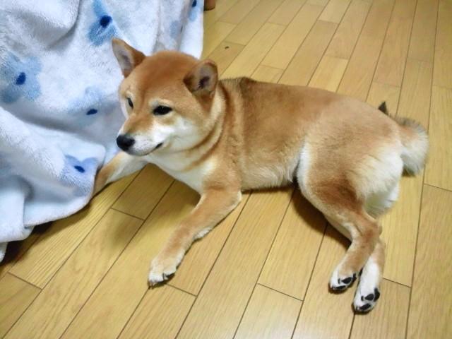 のぶやんやん
