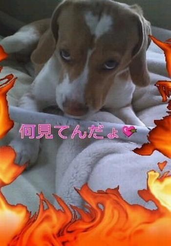 nao