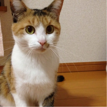 びびあん
