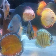 黒化復活方法 中古車屋さんの熱帯魚日記