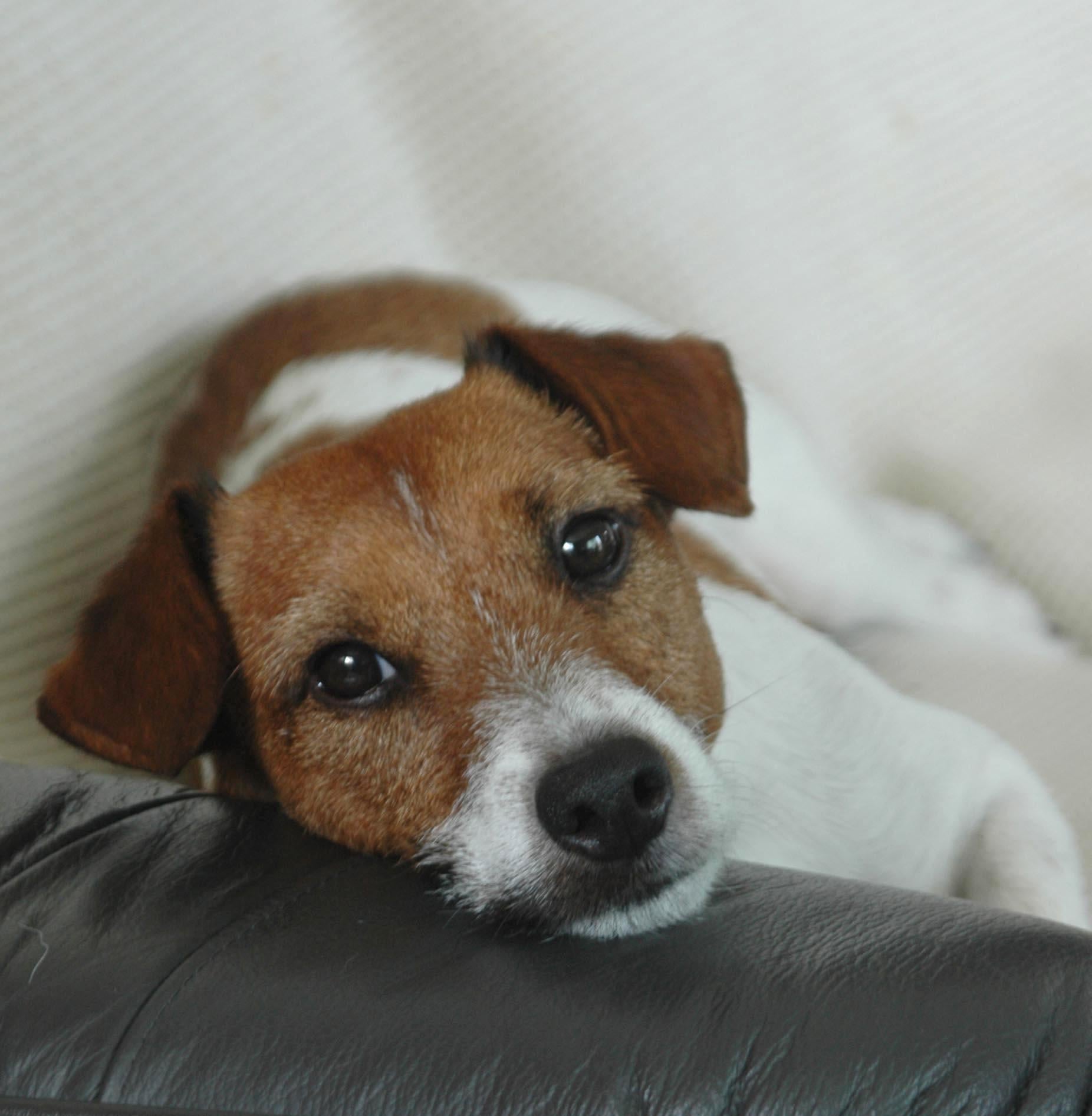 犬のちんちんと英語 ジャックラッセルと暮らす男