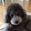 pucchi momのサムネイル