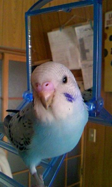 ろっきー