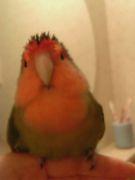のんこ