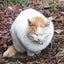 やすデスのサムネイル