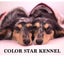 画像 ダックス専門ブリーダー COLOR  STAR  KENNEL  BLOGのユーザープロフィール画像